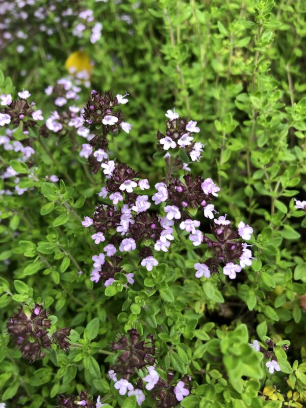 357926bd-0902-42cd-9d3e-ae425c9f9938-23285-00001212452fa61c_file THYME, LEMON