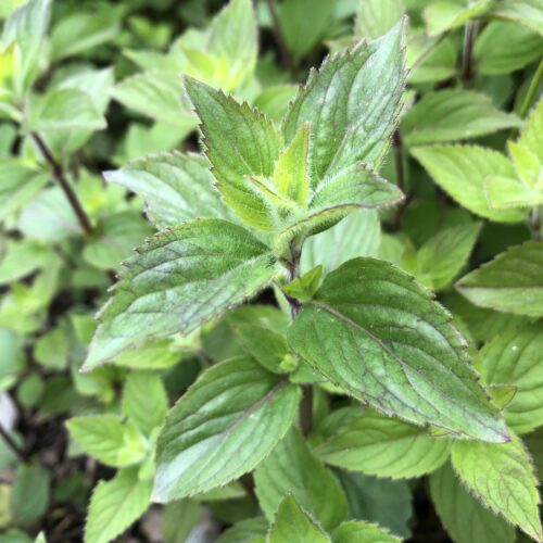 MINT, LAVENDER