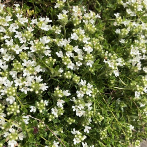 THYME, WHITE