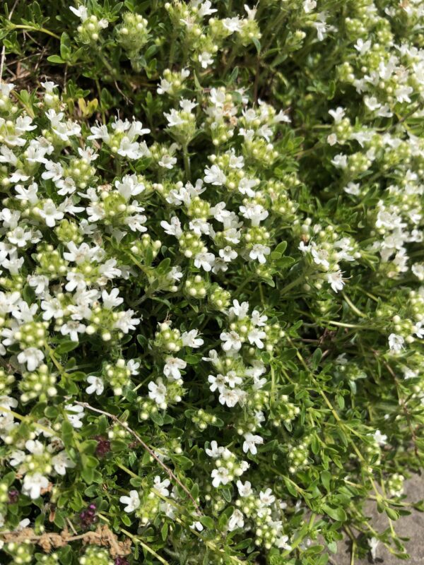 5610405f-9c04-4c22-a90f-1e41626a12db-21353-000010cf62d5272c_file THYME, WHITE