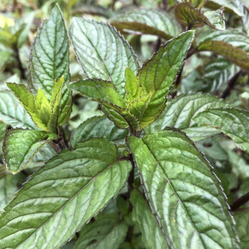 MINT, PEPPER