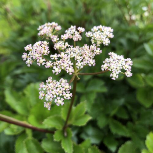 LOVAGE, SCOTS