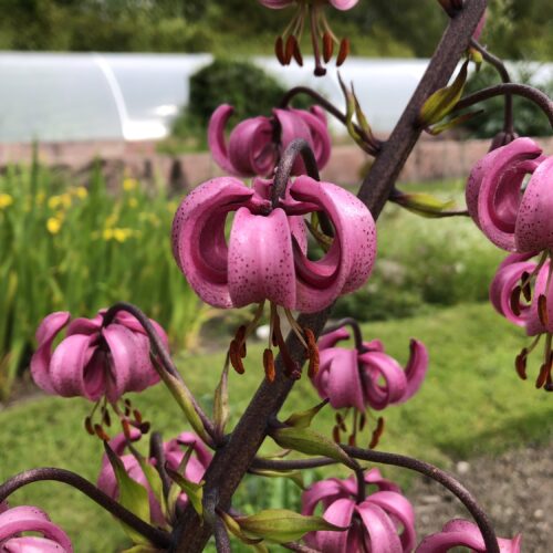 LILY, MARTAGON