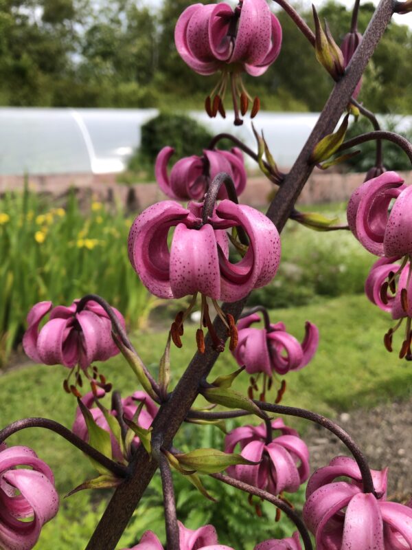 6ebef2b9-98c8-4e99-9e44-934fa819631c-23062-000011a47b2ff991_file LILY, MARTAGON
