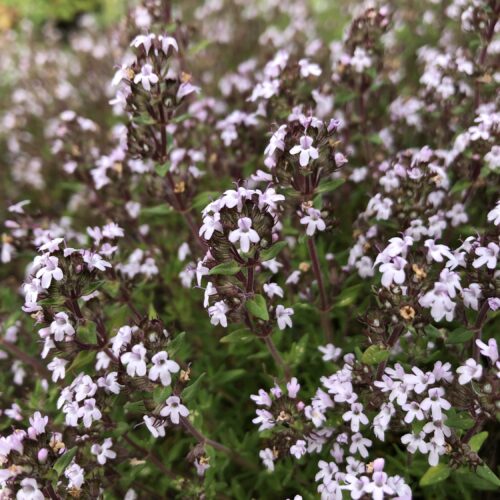 THYME, COMPACT