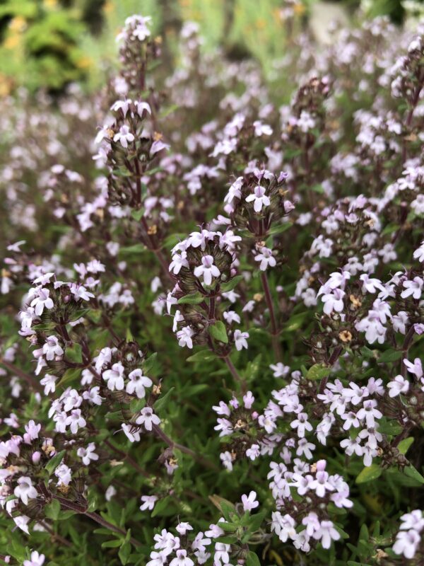 6ef0fb8e-1054-44f1-832f-3eeb382cdbc9-1365-000001723df90731_file THYME, COMPACT