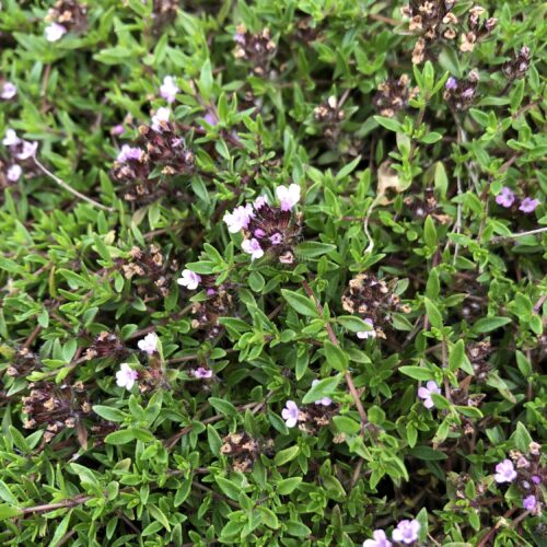 THYME, LEMON CARAWAY