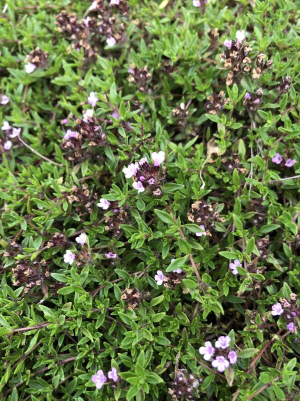6fde40a6-e8bf-4536-afef-ac9e73a7e55e-1365-00000172bd3fb019_file THYME, LEMON CARAWAY