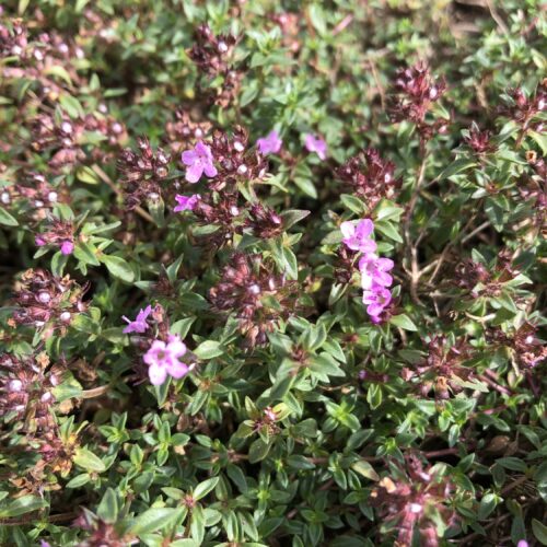 THYME, CARAWAY