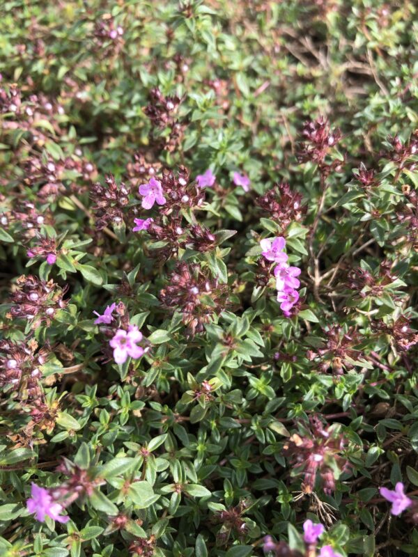 794b3071-c4ab-4f99-a647-ab8efbaf2a77-1365-000001746d22e245_file THYME, CARAWAY