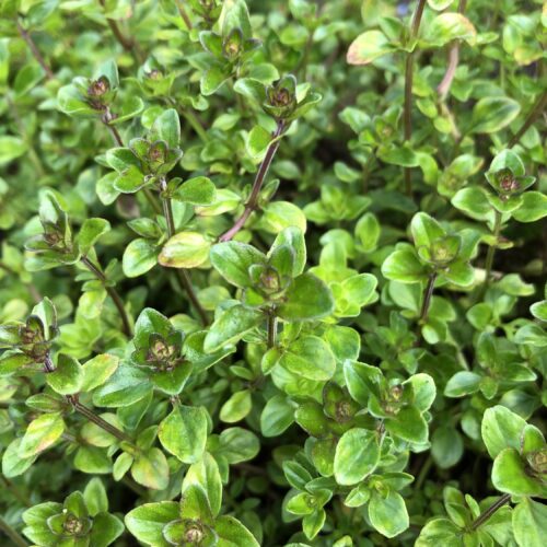 THYME, BROAD-LEAVED