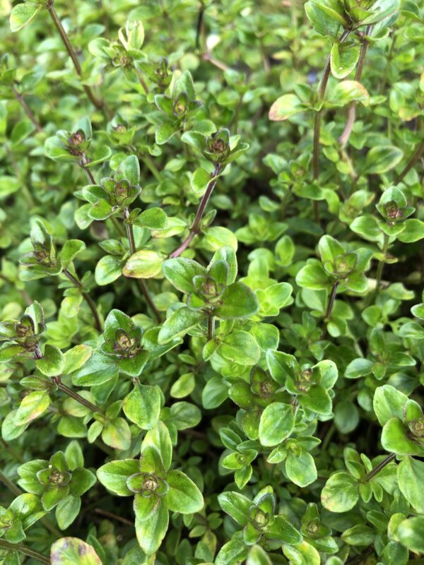 7d423210-72ff-4865-84ff-56f5b9b9f5fd-1365-00000171c0fa06d8_file THYME, BROAD-LEAVED