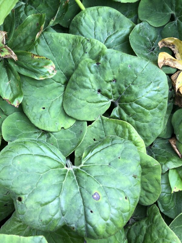 GINGER, WILD