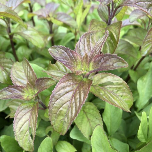 MINT, WATER