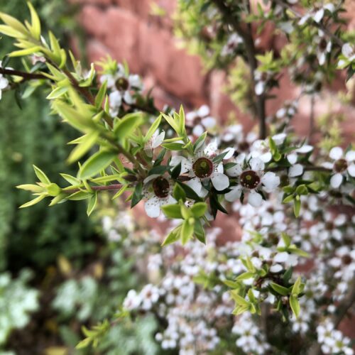MANUKA