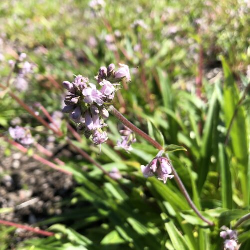SPIKENARD, HIMALAYAN
