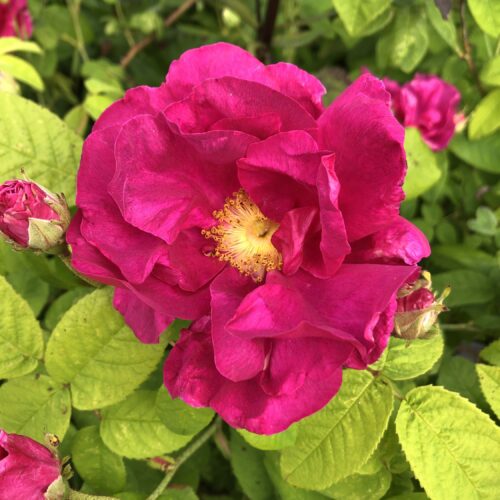 ROSE, APOTHECARIES