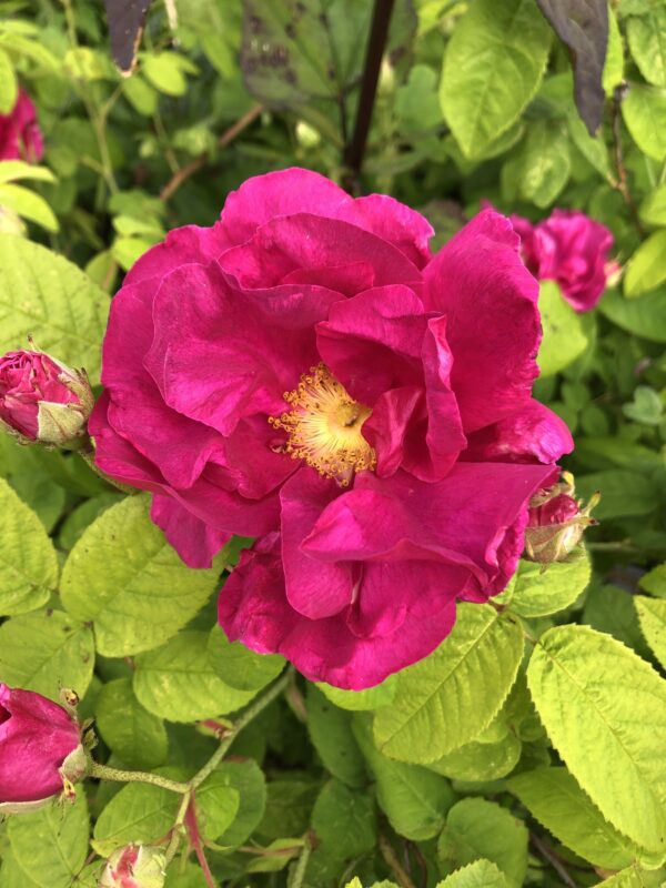 c36d13cf-40a4-4808-b1e9-2583dd5c02c4-1365-0000016fc956b63f_file ROSE, APOTHECARIES