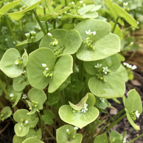 MINERS' LETTUCE/CLAYTONIA