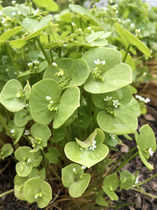 MINERS' LETTUCE/CLAYTONIA