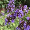SAGE, NARROW LEAVED