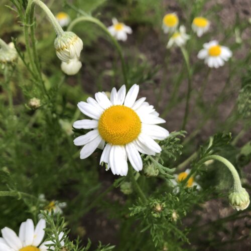 CHAMOMILE, ROMAN or COMMON