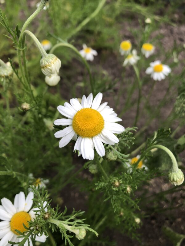 d14b4dcb-1646-4172-8af0-9bc20db29ba3-1365-0000017be7073c76_file CHAMOMILE, ROMAN or COMMON