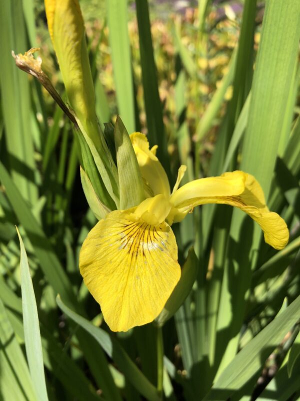 d9ec661f-a947-4f27-9d67-607a1e977b14-21353-000010d5c655a284_file YELLOW FLAG
