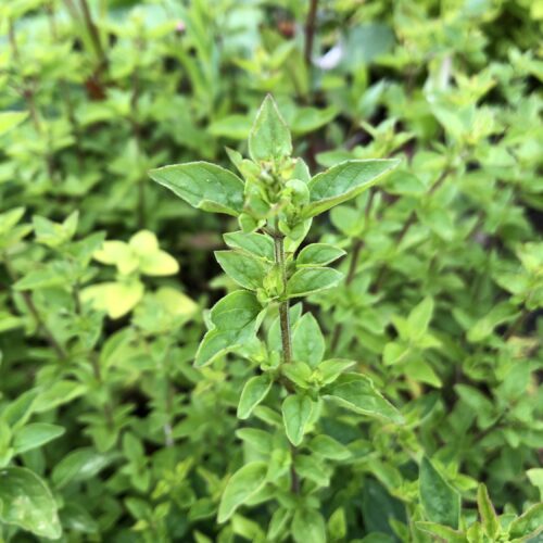 MARJORAM, WILD OR SCOTS OREGANO