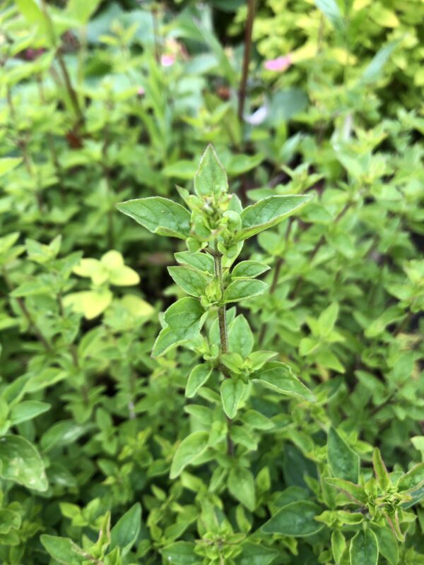 dc7d8835-8b49-4a66-82e9-c992acef3520-19940-00000f80548ebc65_file MARJORAM, WILD OR SCOTS OREGANO