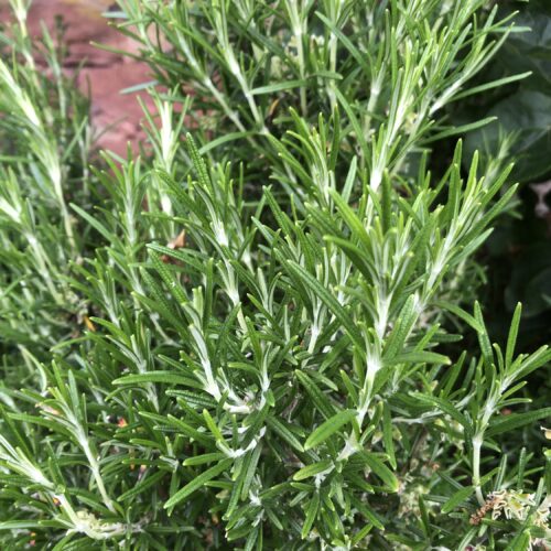ROSEMARY, 'LILIE'S BLUE'