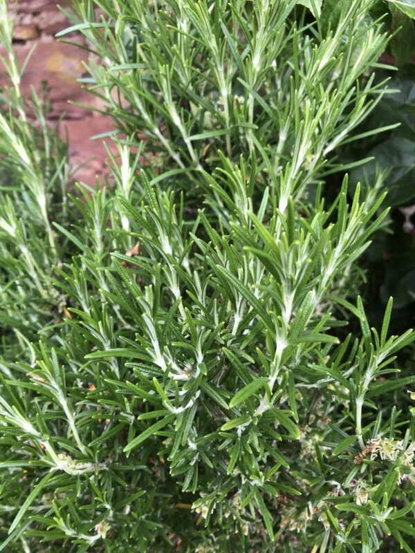 e7b9aad5-69ac-49f6-8e6b-2d2c6465ac2c-1365-0000017a0c3eabec_file ROSEMARY, 'LILIE'S BLUE'