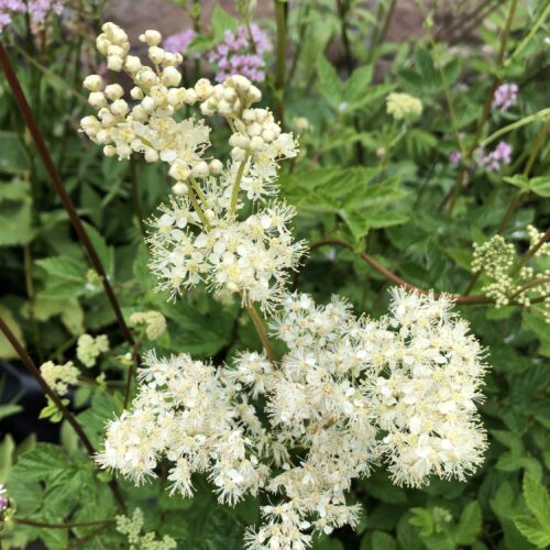 MEADOWSWEET