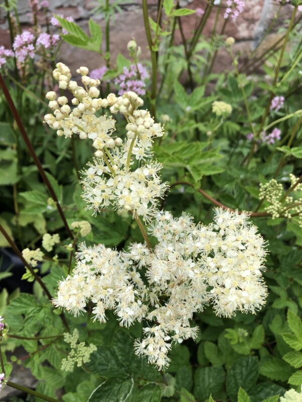 e85cb255-2f92-46a3-b120-65e4b396c2e8-19940-00000f81d24a83e0_file MEADOWSWEET