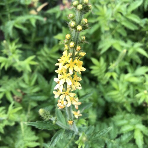 AGRIMONY