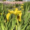 YELLOW FLAG