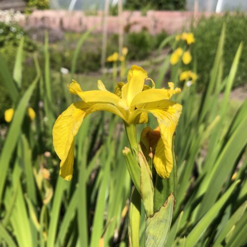 YELLOW FLAG