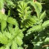 AGRIMONY