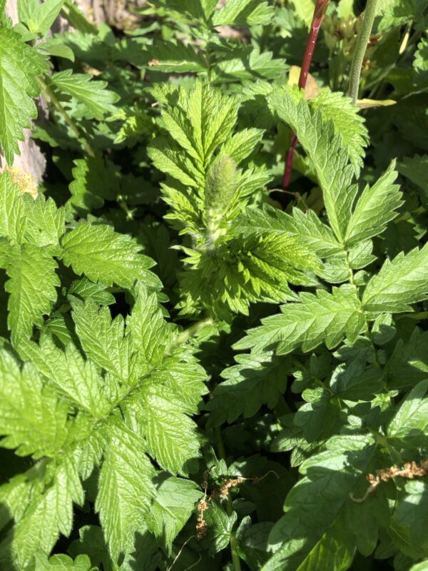 img_6279 AGRIMONY