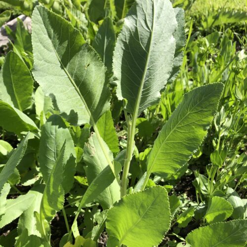 ALECOST or COSTMARY