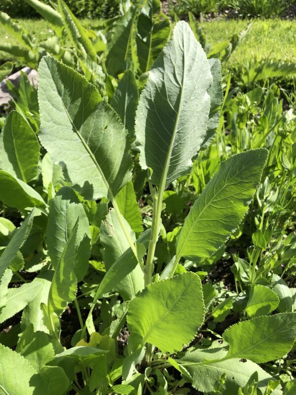 img_6280 ALECOST or COSTMARY