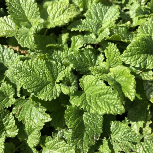 BALM, DWARF LEMON