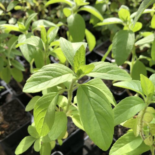 BASIL, CAMPHOR