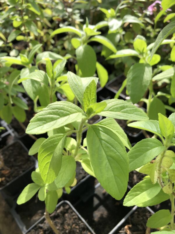 BASIL, CAMPHOR