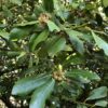 BAY TREE