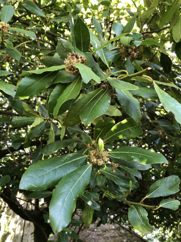 BAY TREE