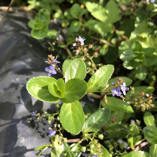BROOKLIME