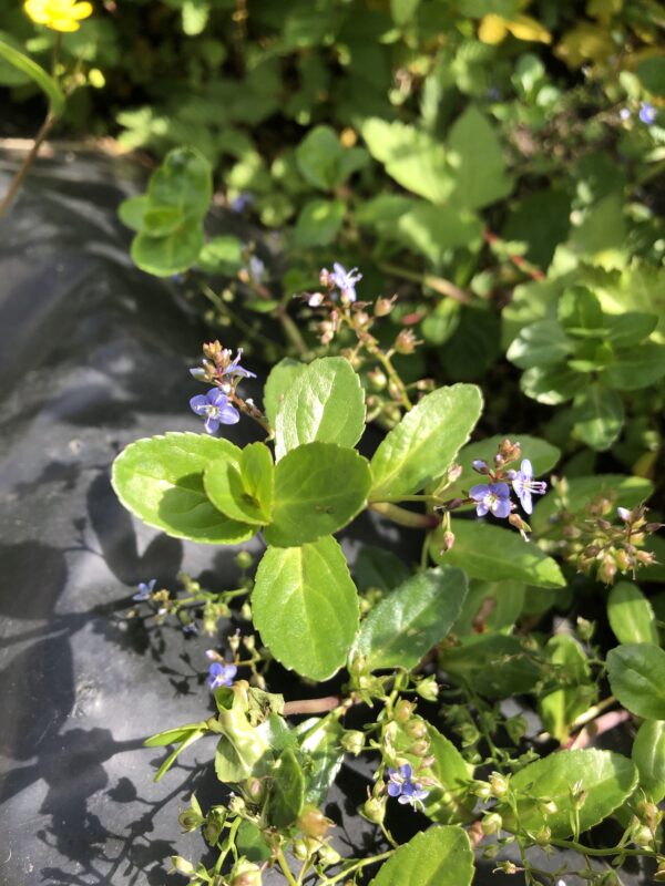 img_6286 BROOKLIME