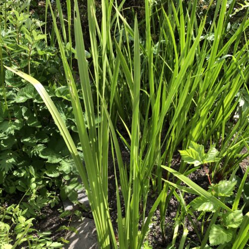 CALAMUS
