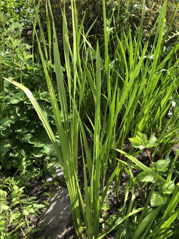 CALAMUS